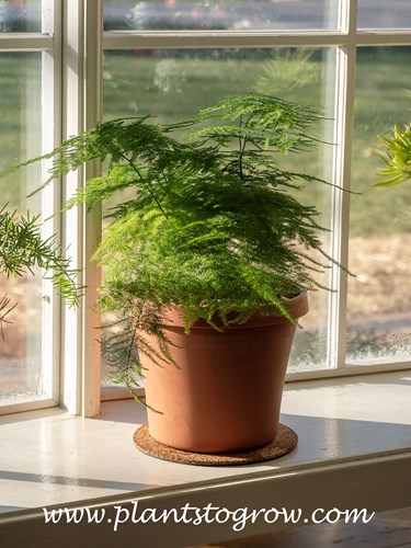 Lacy Asparagus Fern (Asparagus setaceus plumosus) 
This is 7-8 months from seed. Most of this time was outdoors in zone #5b.